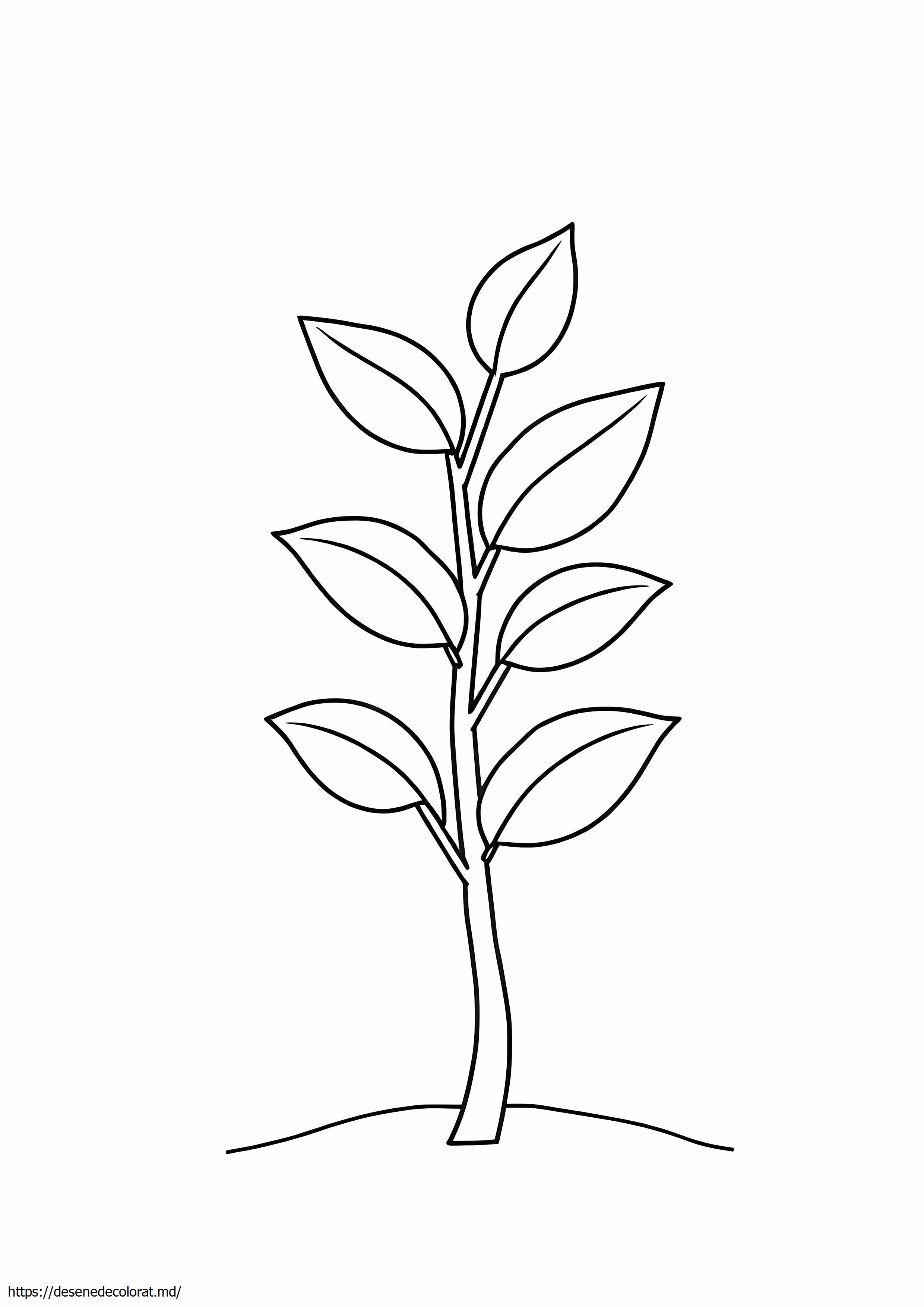 Plantă simplă