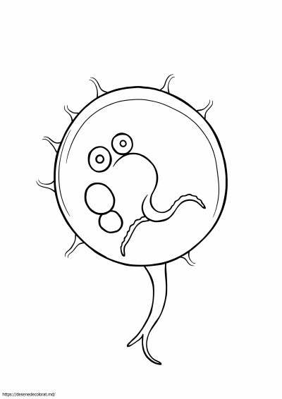 Euglena