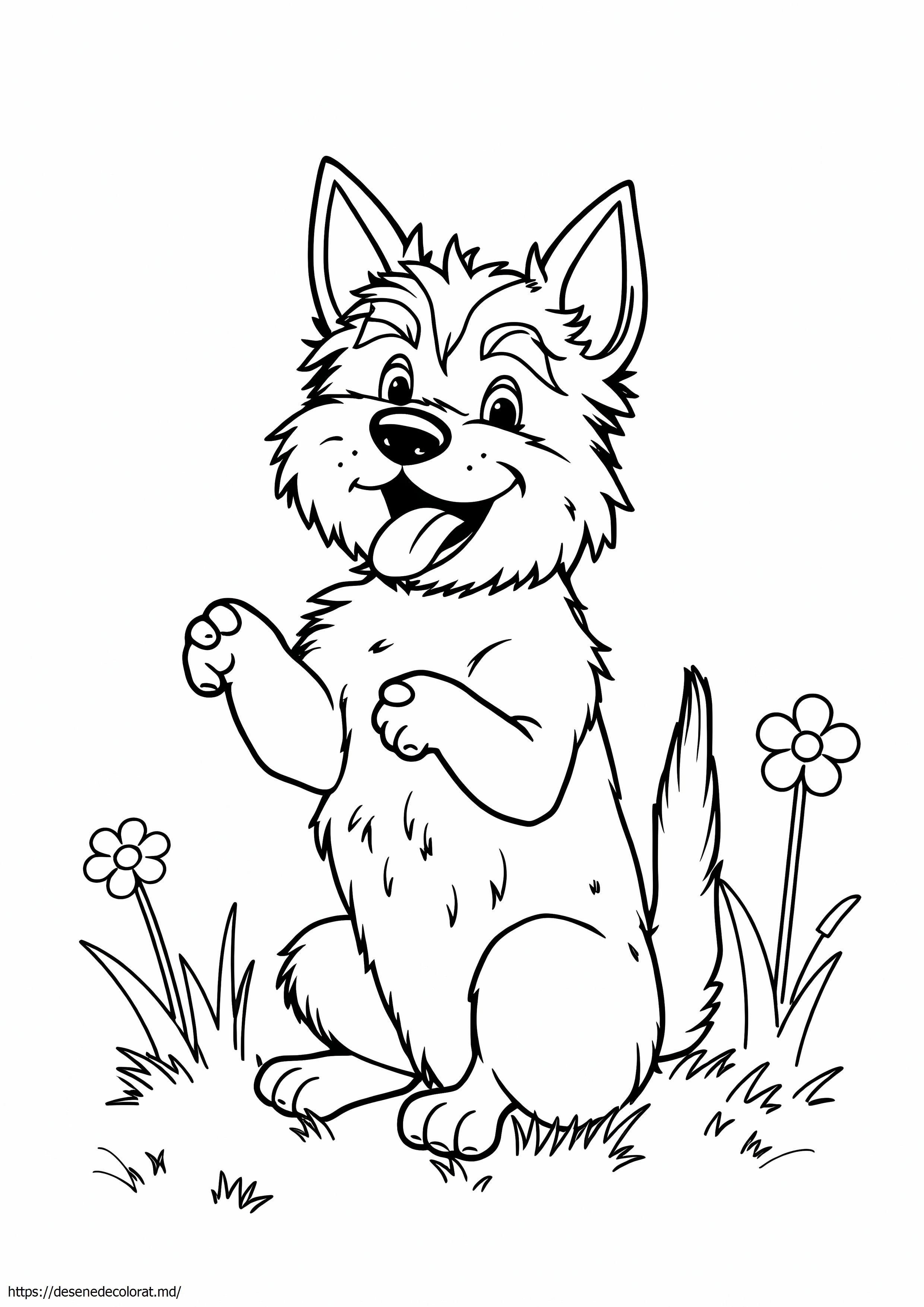 Cairn terrier