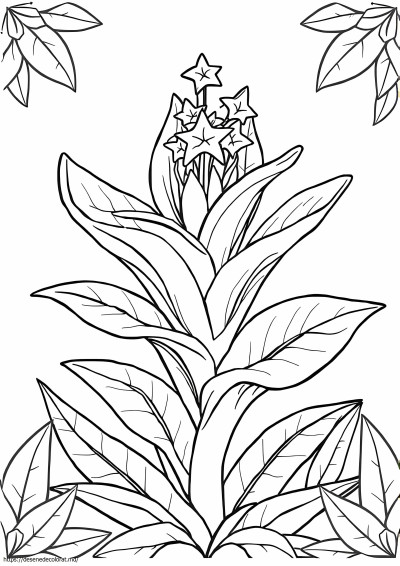 Bromeliacea