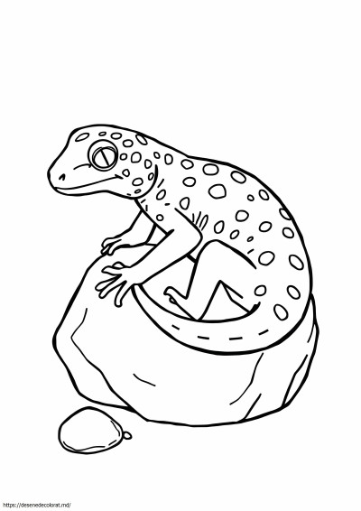 Gecko leopard