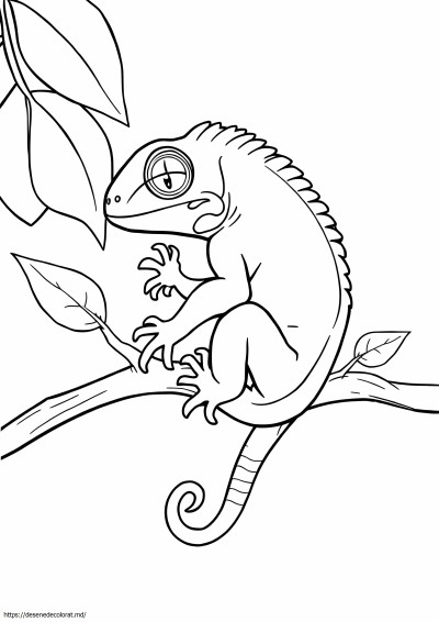 Pui de iguană