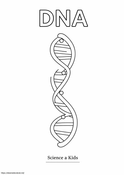 ADN-ul dublu helix