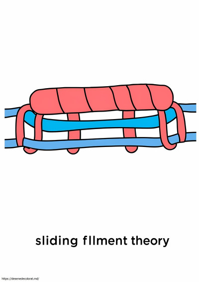 Teoria filamentului de alunecare