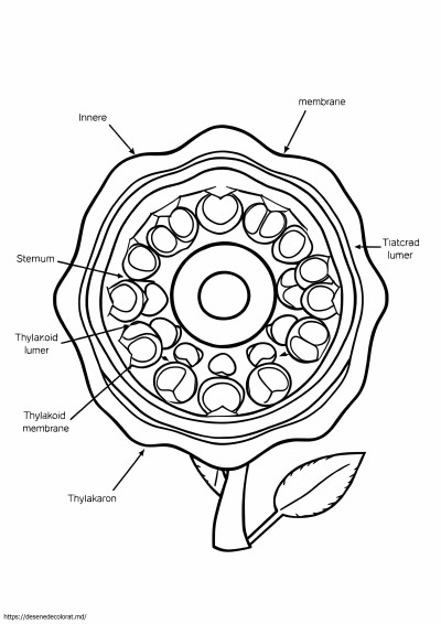 Structura cloroplastei