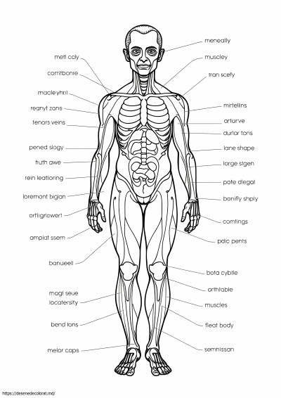 Anatomie umană avansată
