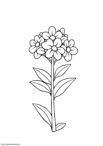 Mai flori