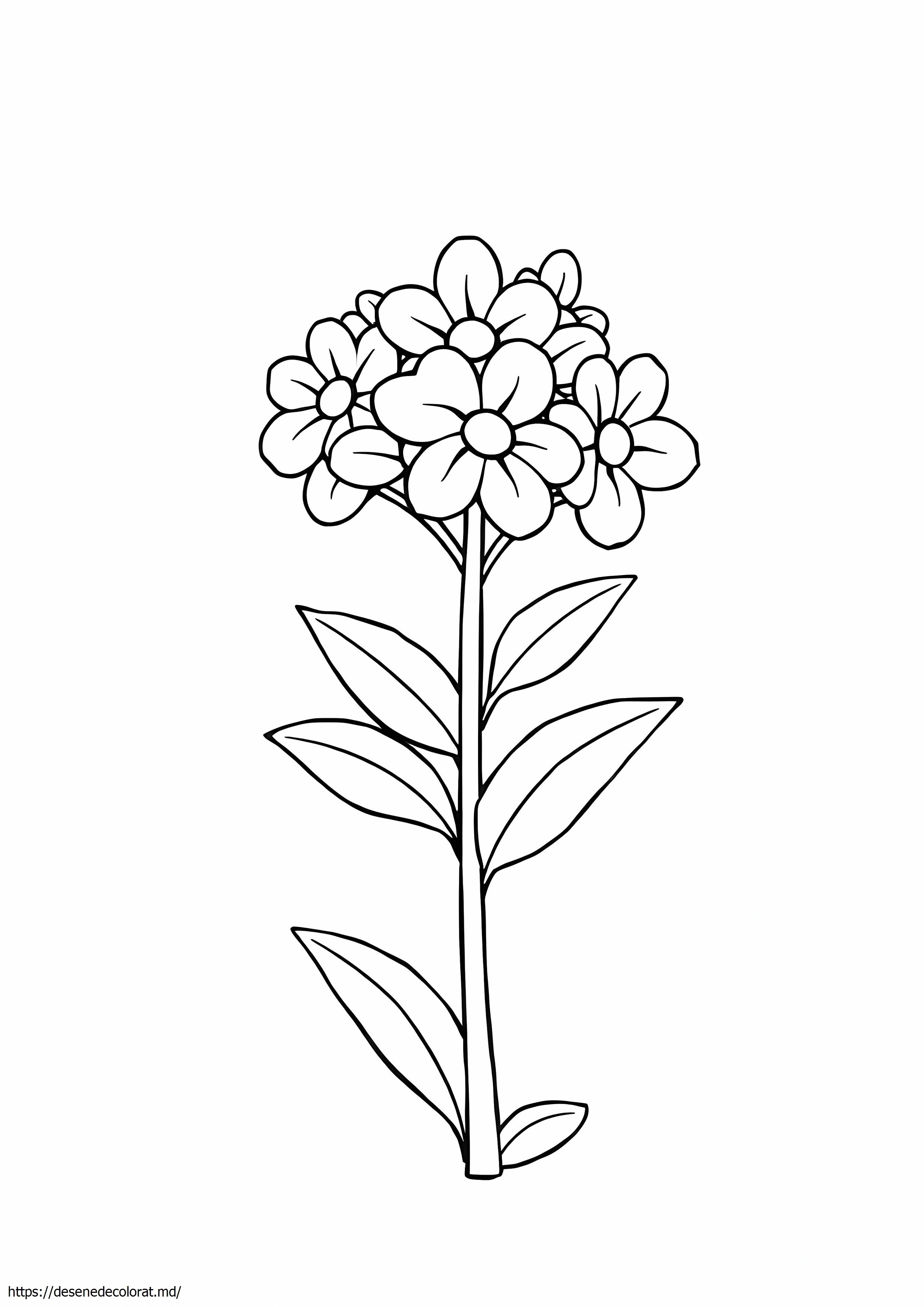 Mai flori