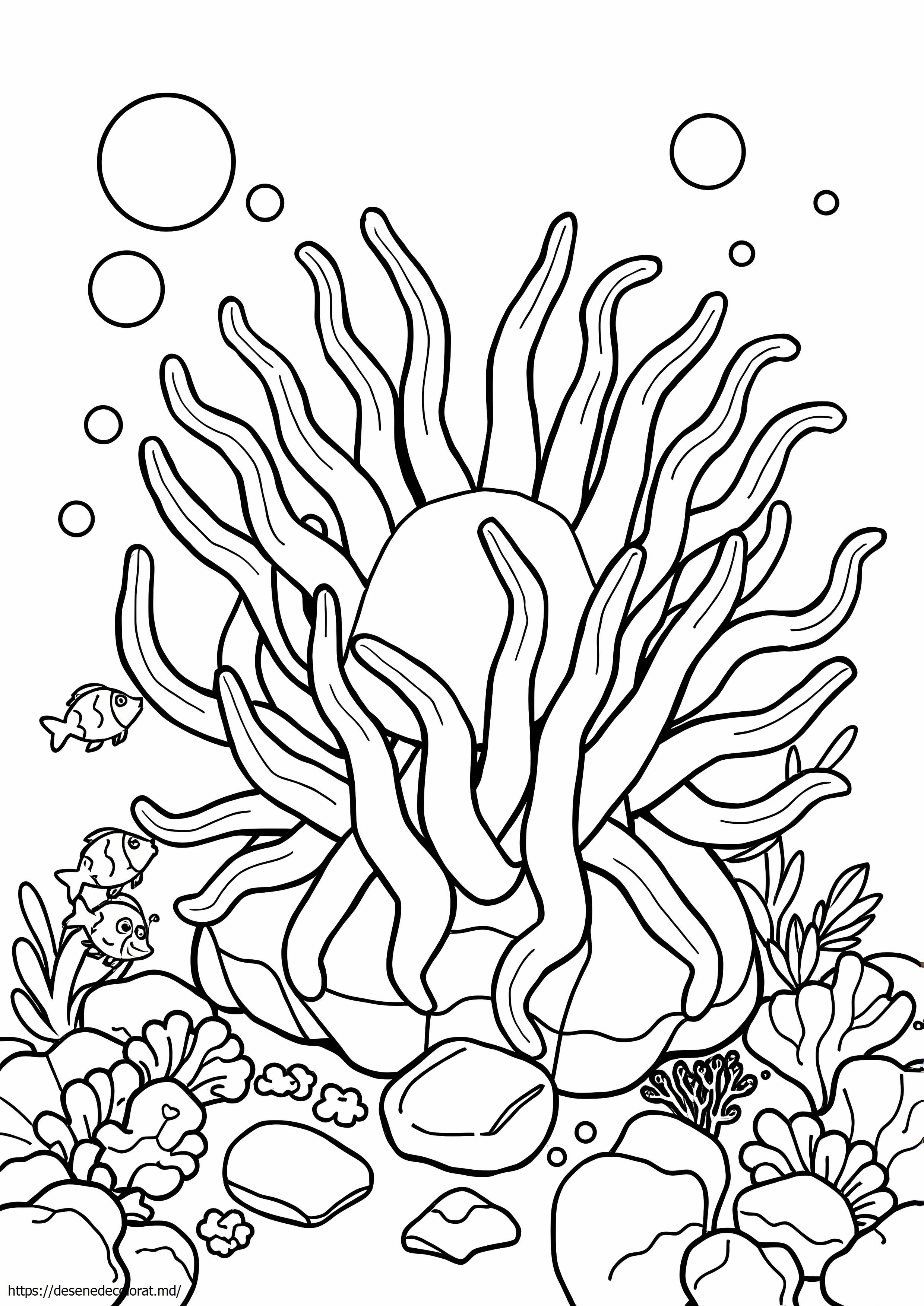 Anemonă de mare
