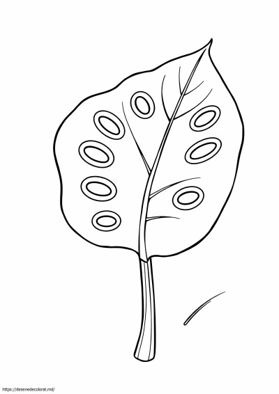 Frunza de monstera