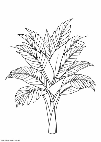 Frunze de palmier