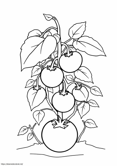 Planta de tomate
