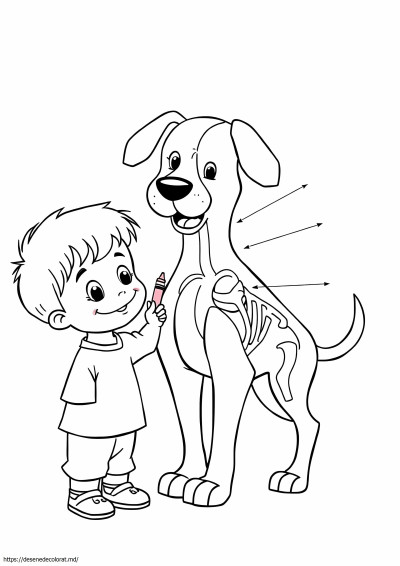Anatomie veterinară