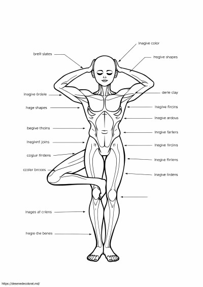 Anatomie yoga