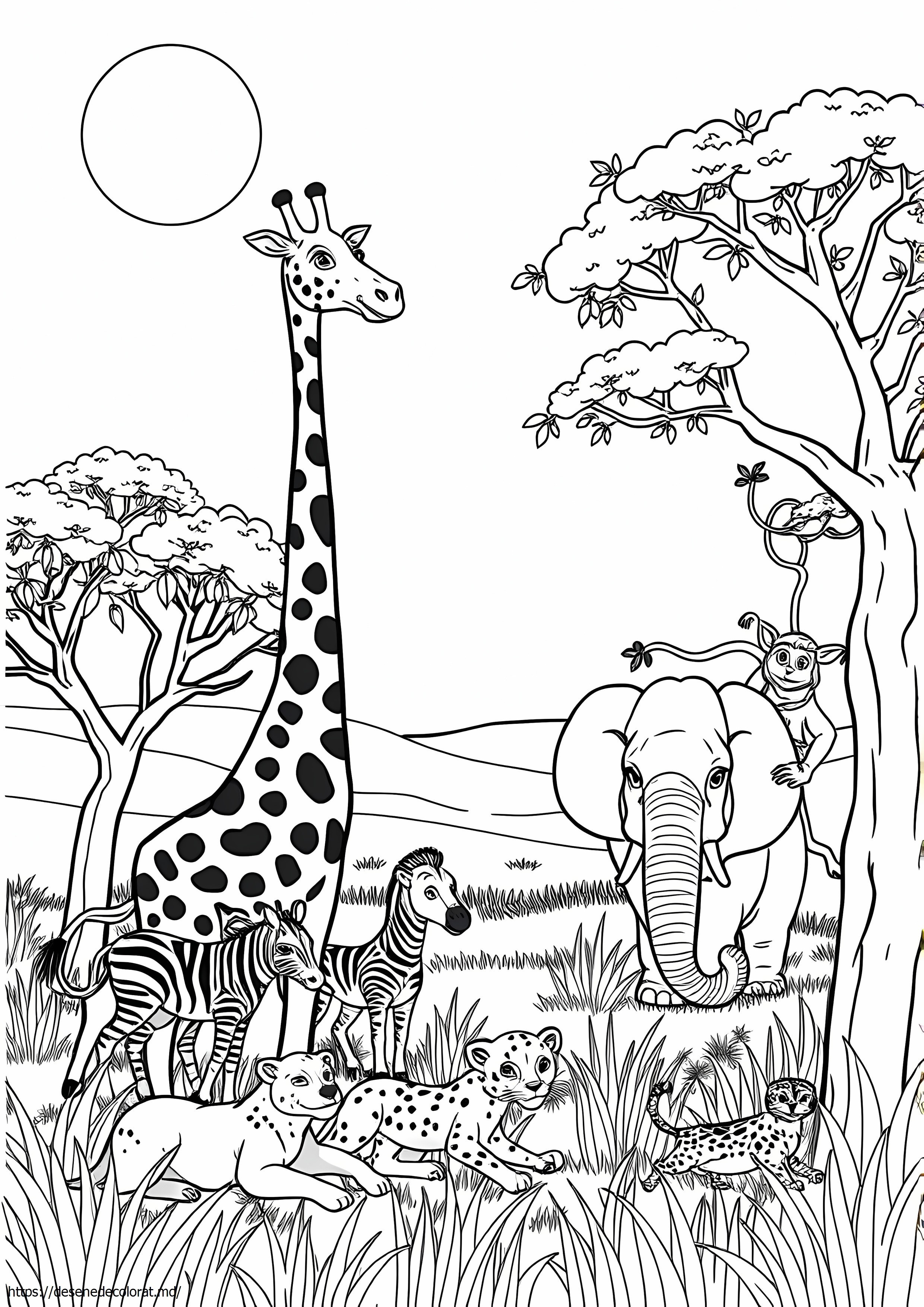 Safari