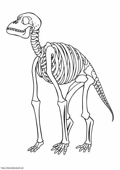 Schelet animal