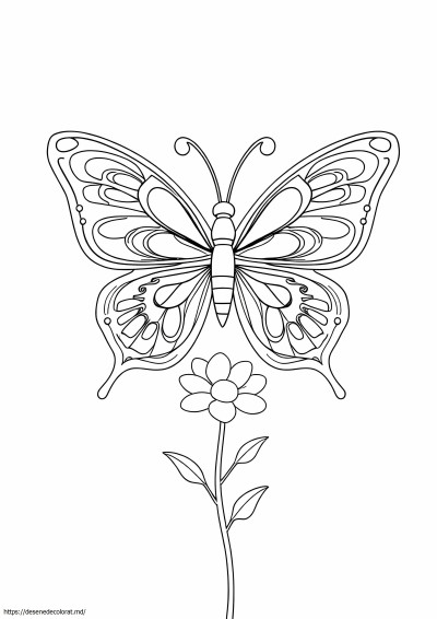 Fluture estetic