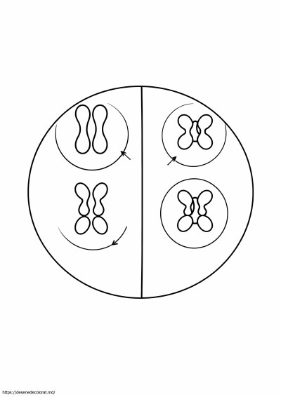 Meioză