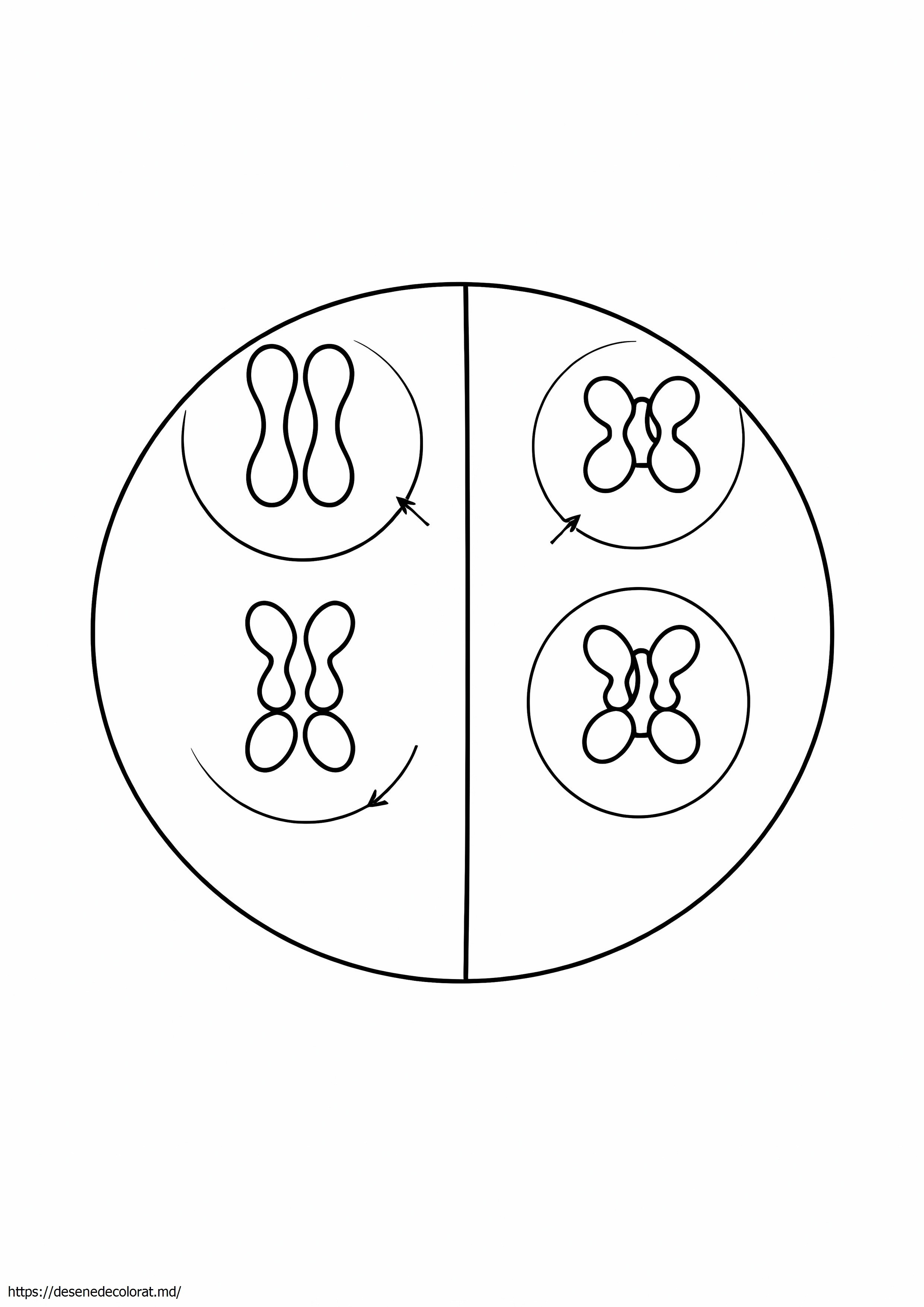 Meioză