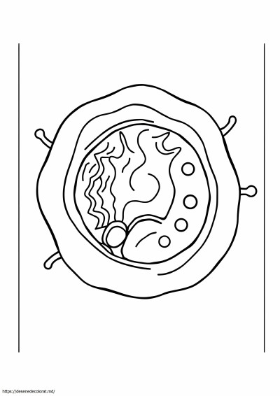 Mitocondriile