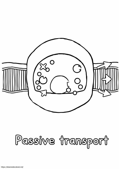 Transport pasiv