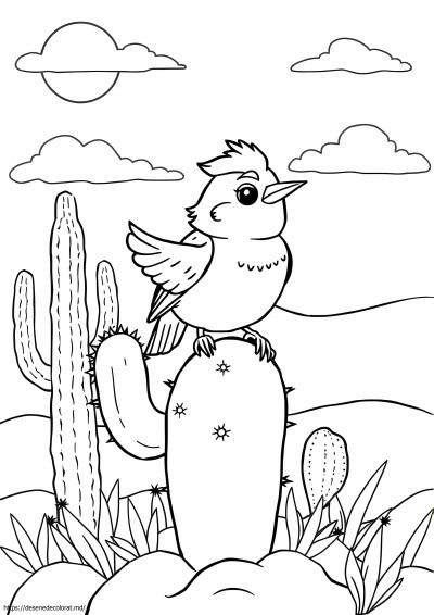 Cactus wren