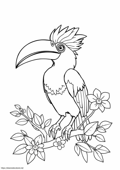 Hornbill