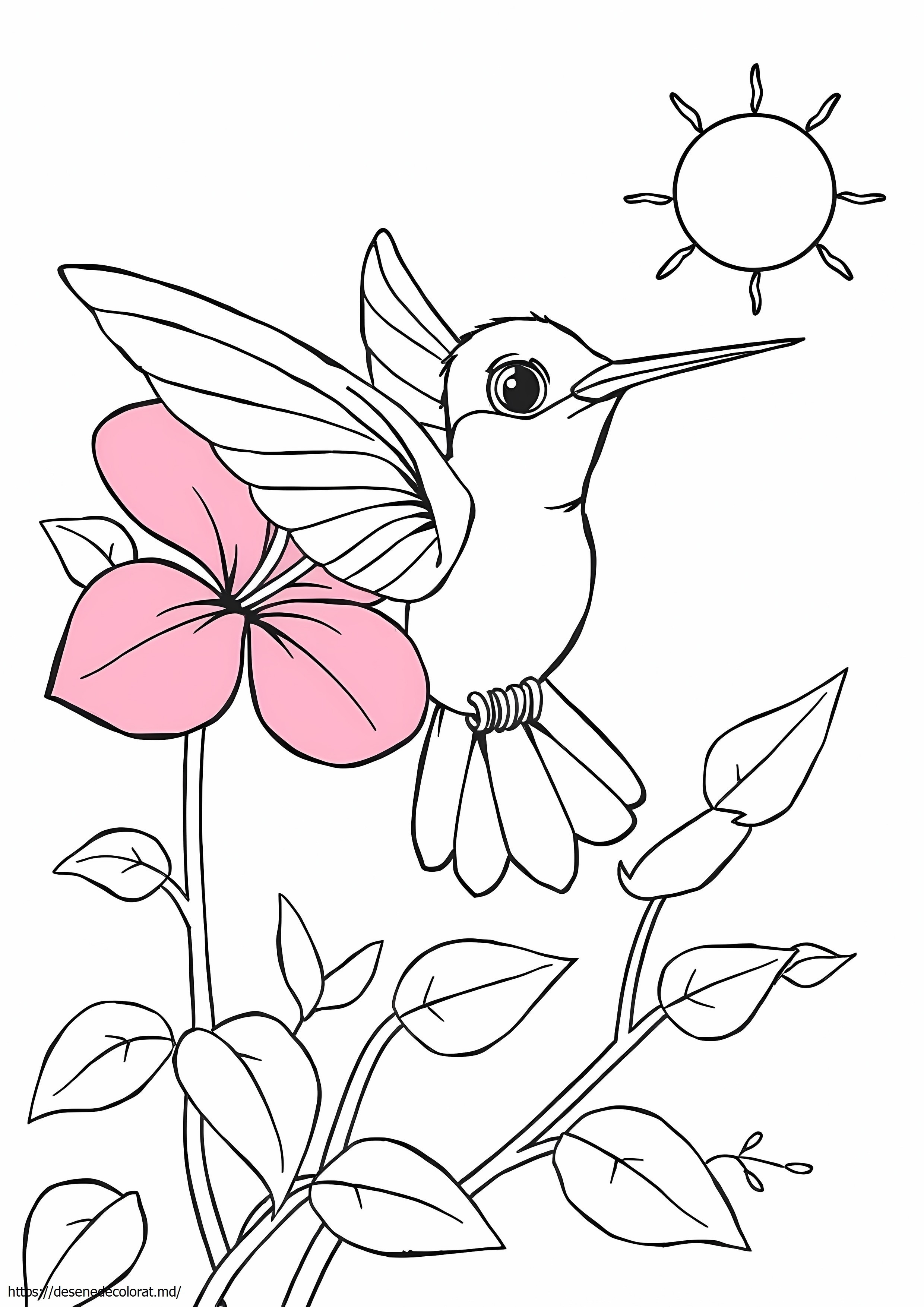 Pasăre colibri