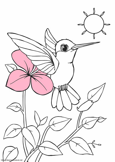 Pasăre colibri