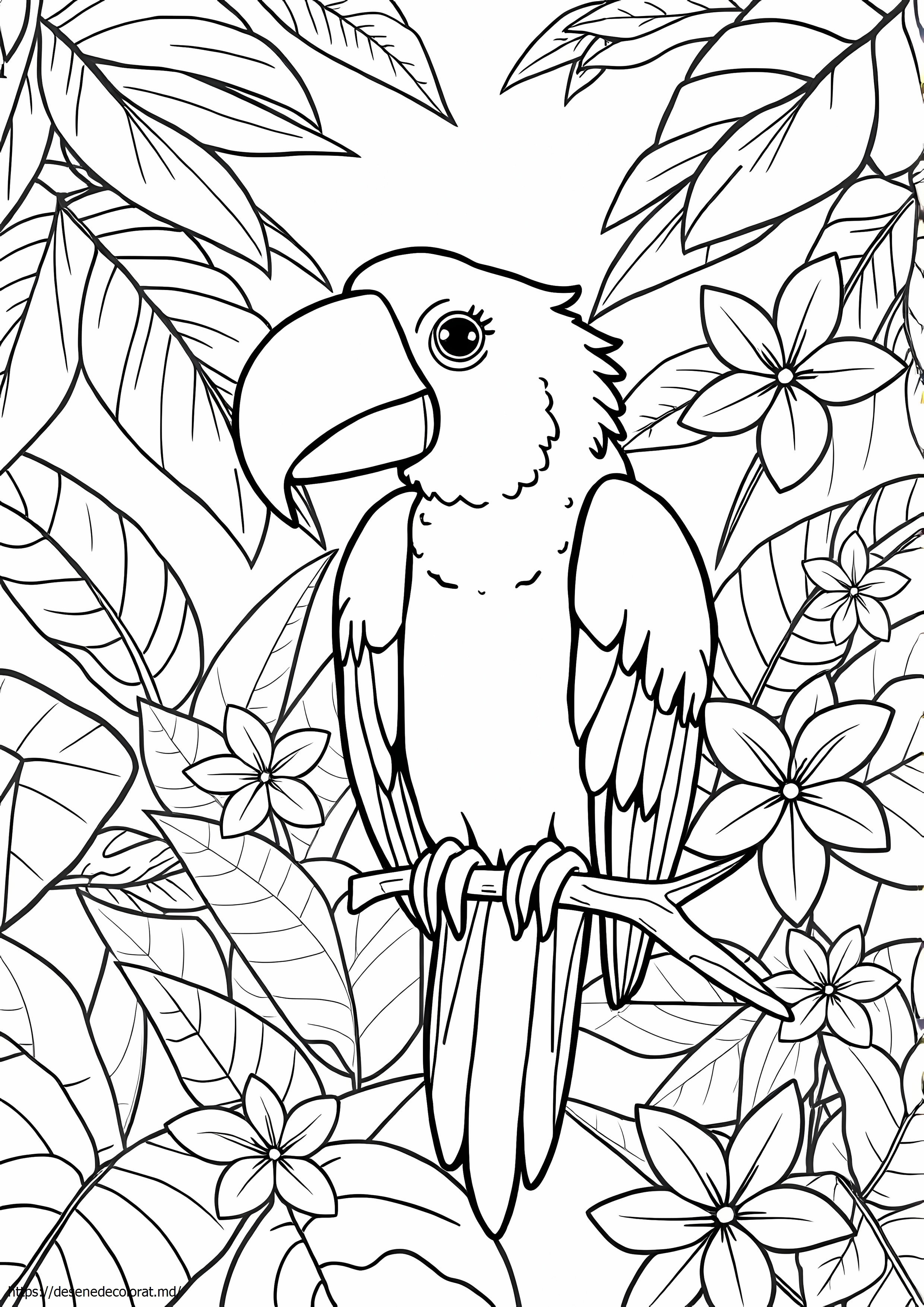 Macaw