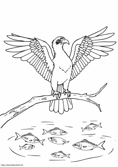 Osprey