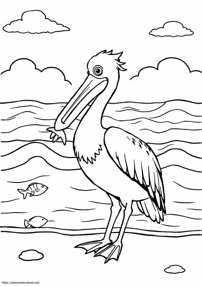 Pelican