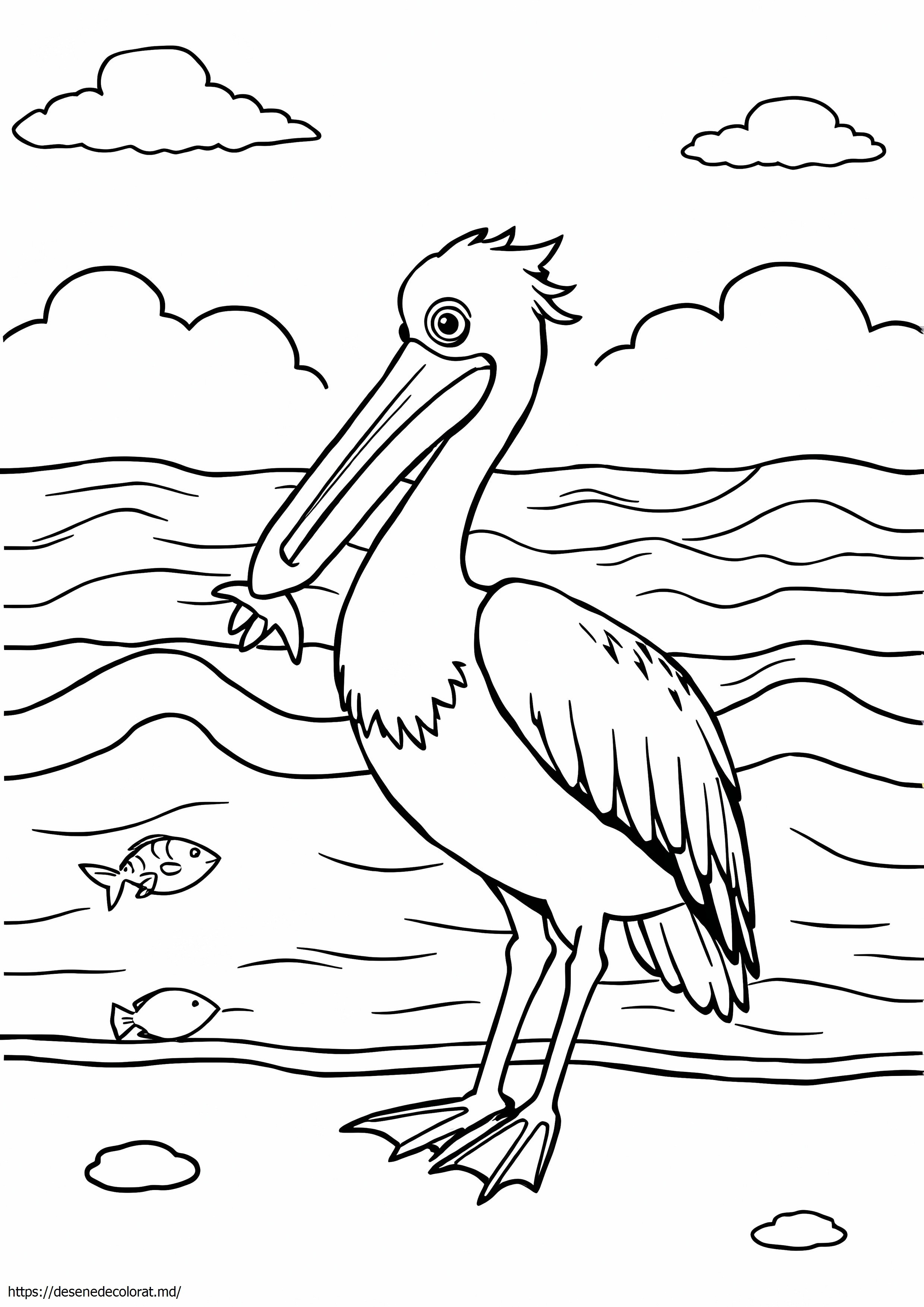 Pelican