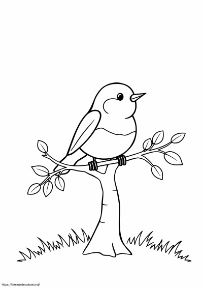 Robin