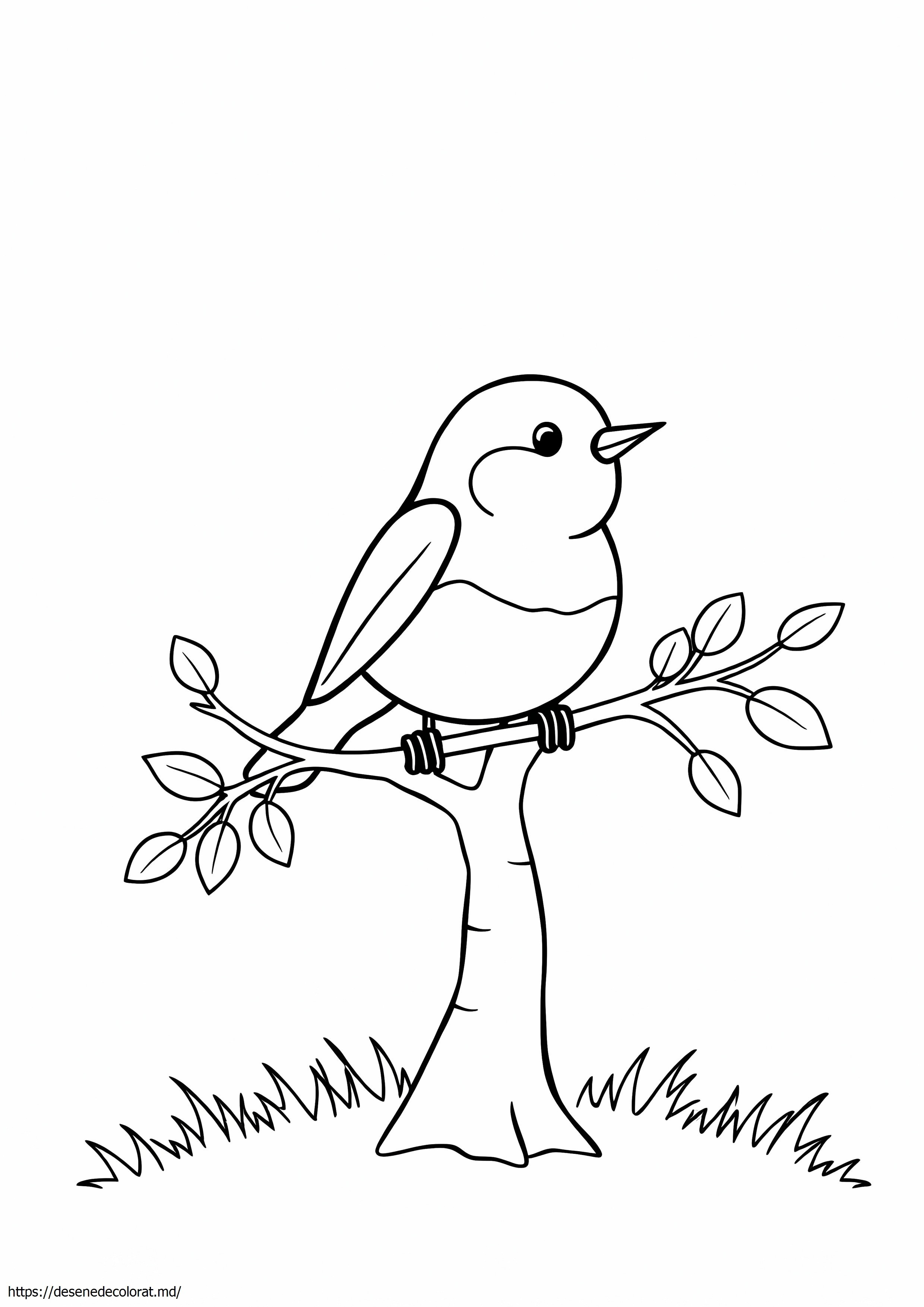 Robin
