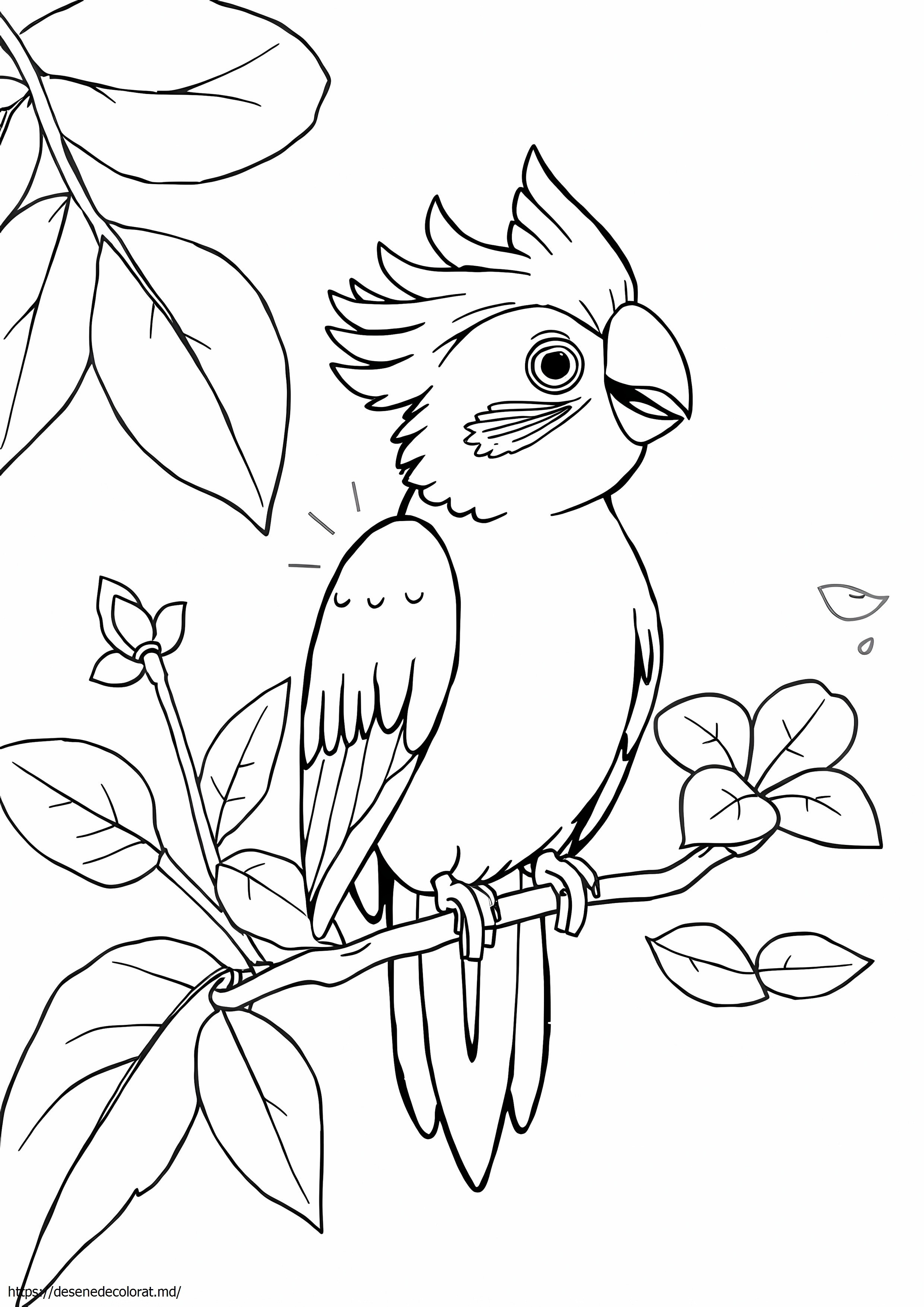 Cockatiel