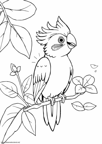 Cockatiel
