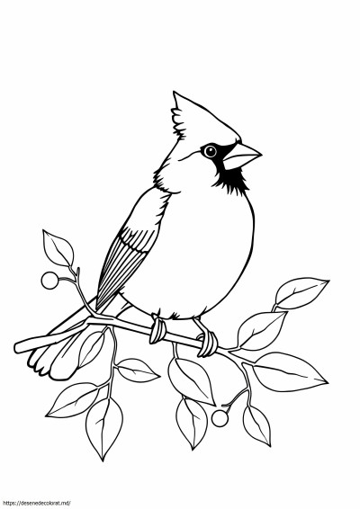 Cardinal realist