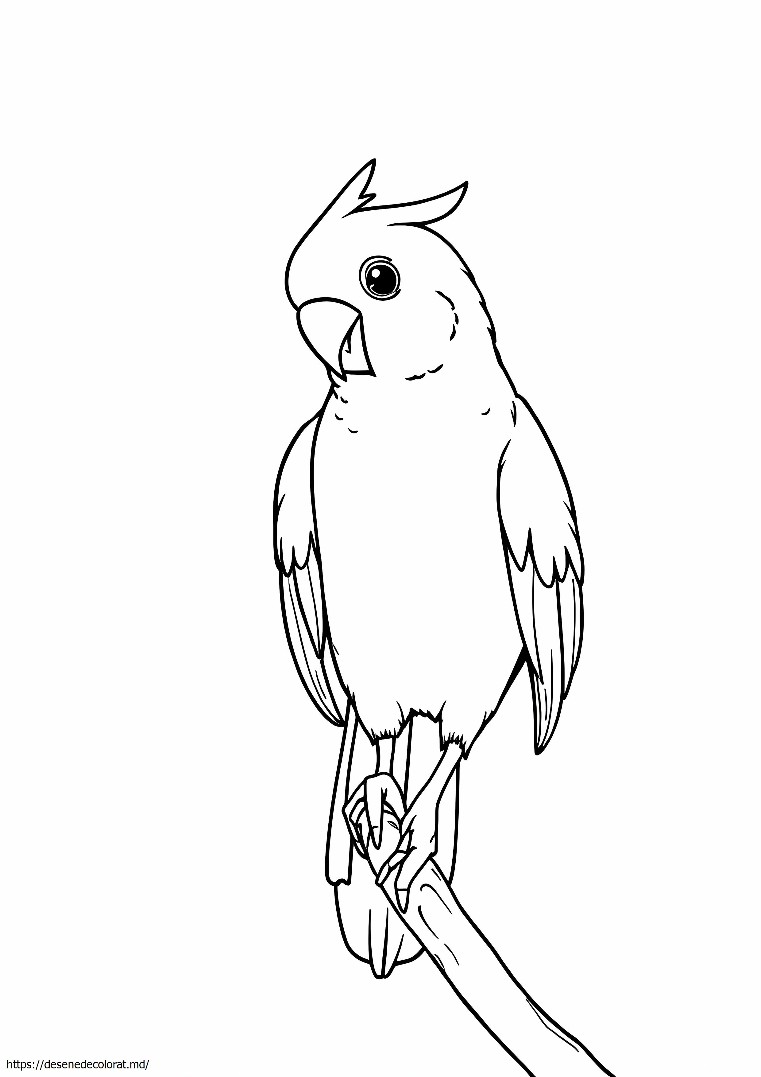 Cockatiel realist
