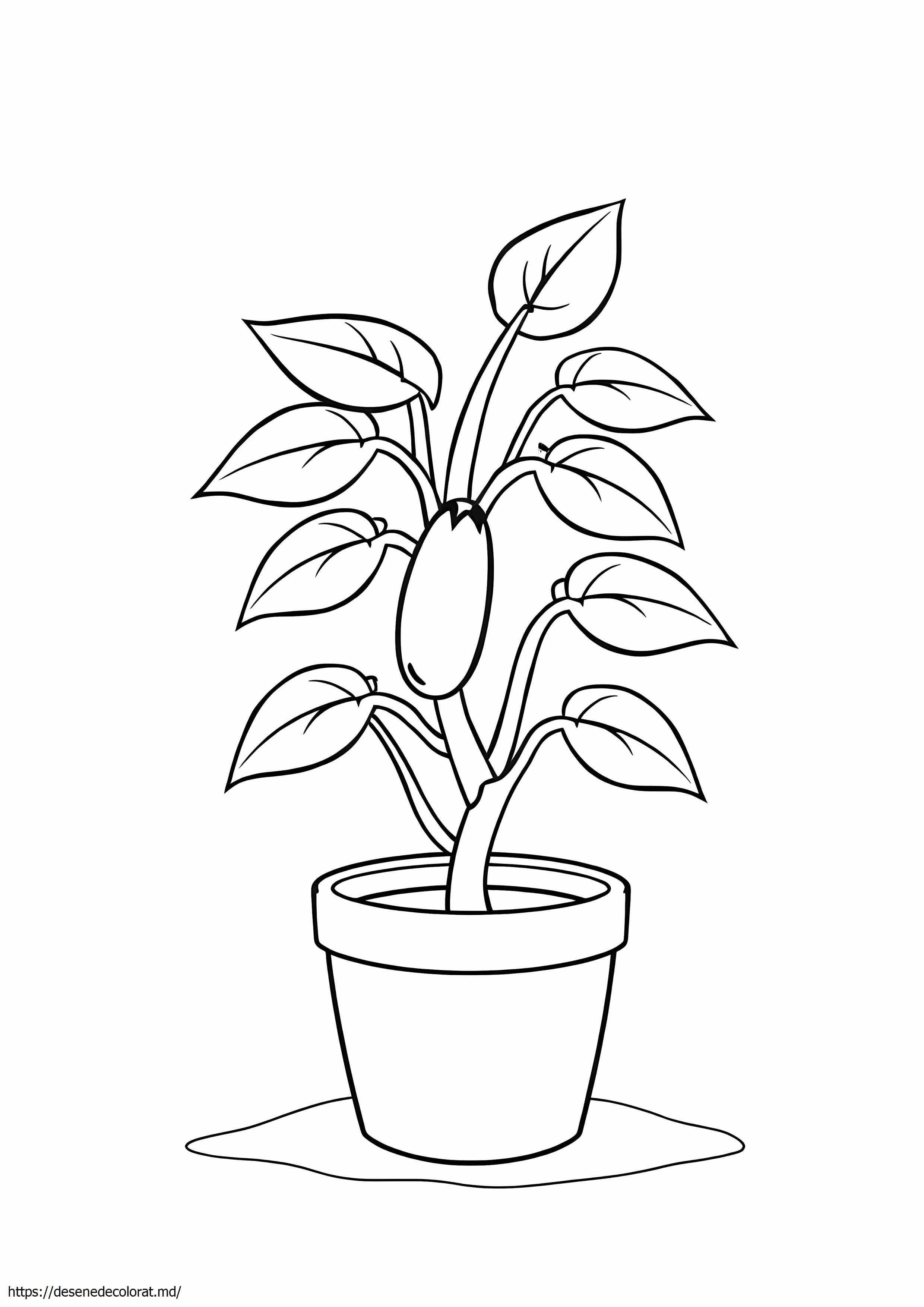 Planta de fasole
