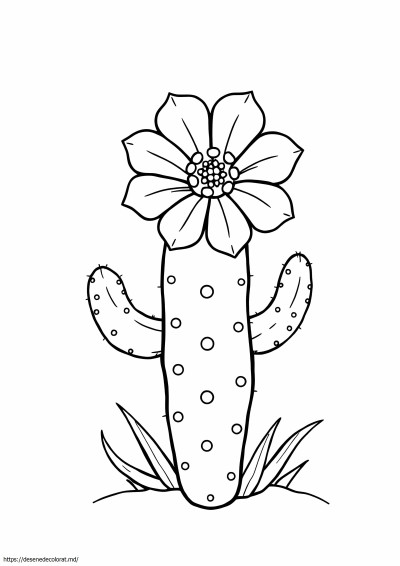 Floare de cactus