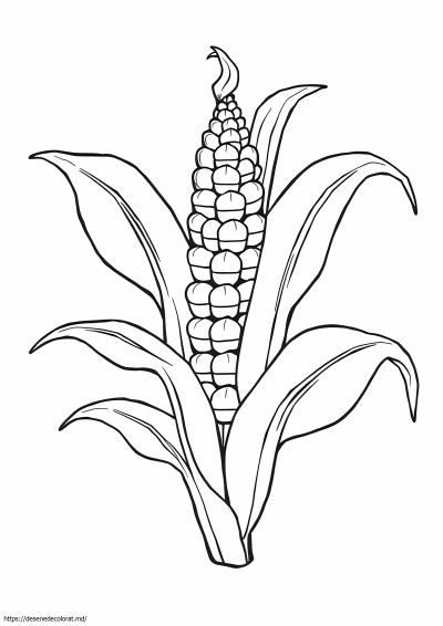 Plantă de porumb