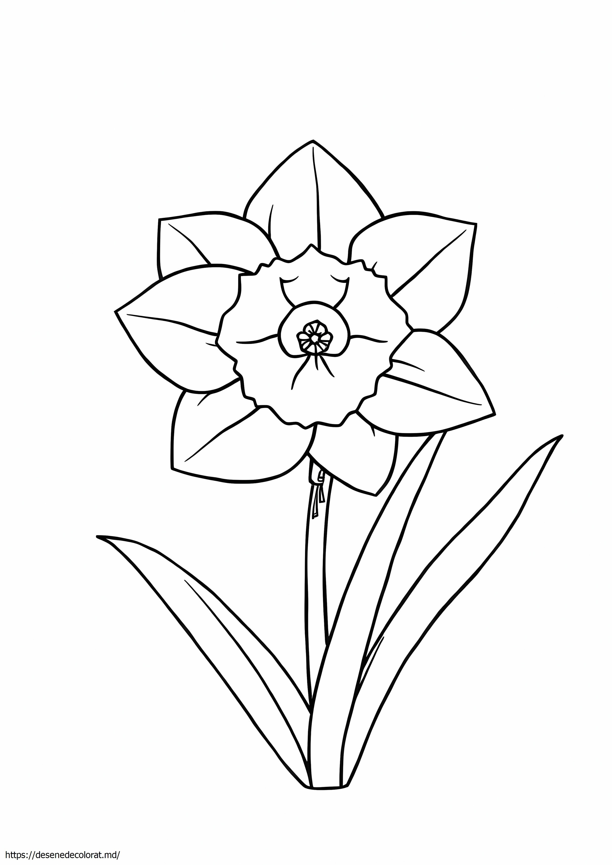 Floare de narcise