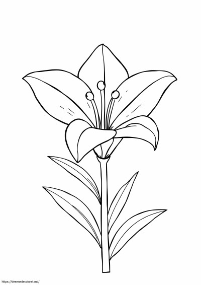 Floare de crin
