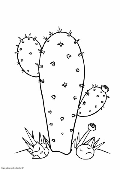 Cactus de pere
