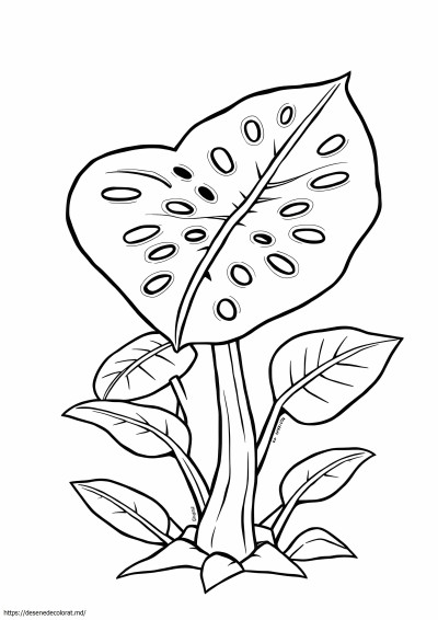 Plantă monstera