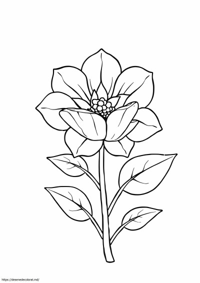 Floare unică