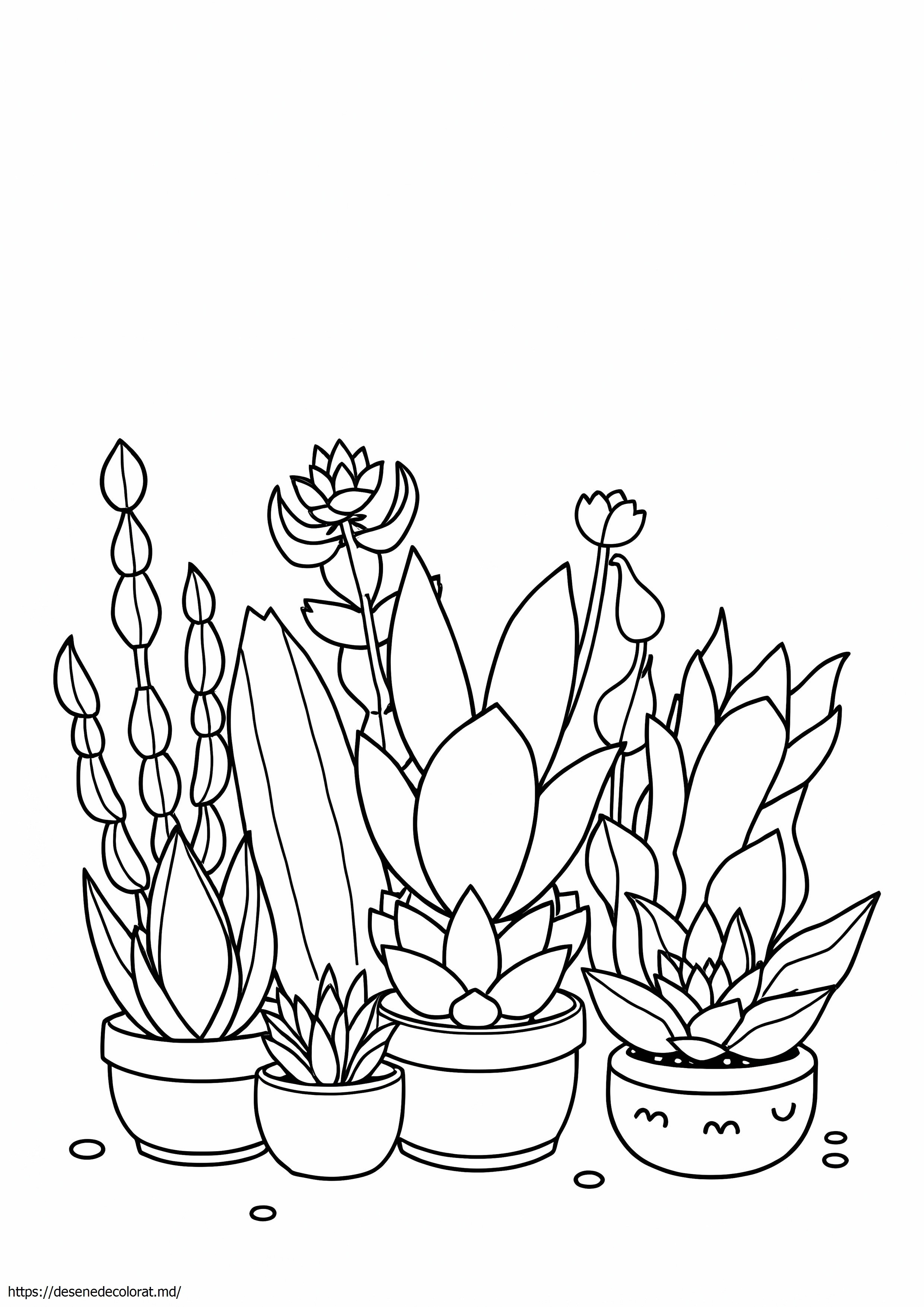 Plante suculente