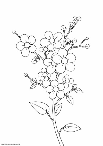 Floare de sakura