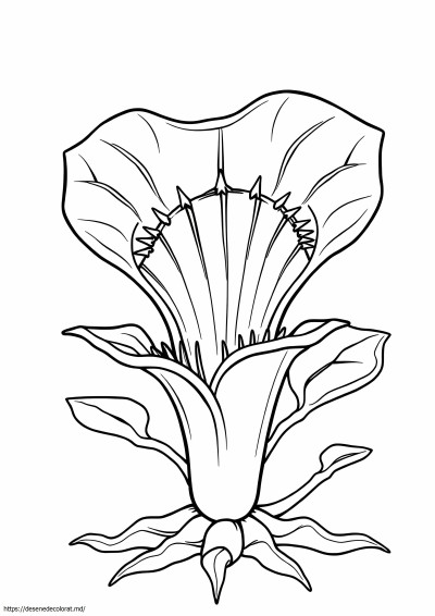 Venus flytrap